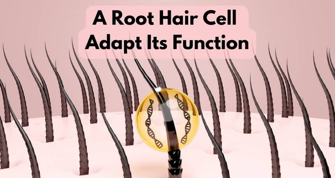 How Does A Root Hair Cell Adapt Its Function