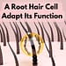 How Does A Root Hair Cell Adapt Its Function